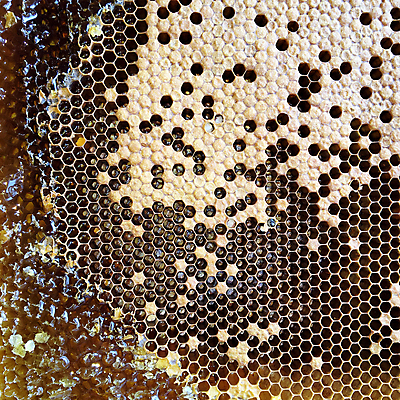 포토 JPG 해외이미지 음식 곤충 세포 건강 사탕 사람없음 약 노란색 식사 흐름 머리빗 액체 황금 달콤 맛 떨어짐 꿀벌 날것 꽃가루 부드러움 육각형 꿀 고무 벌집 내추럴 밀랍 양봉 양봉장 어려움 왁스 폴리곤 정확 해외포토 도형 동물 컬러 컨셉 의학 디저트 미용용품 감각 벌_곤충 가루 파일형식 이미지허브