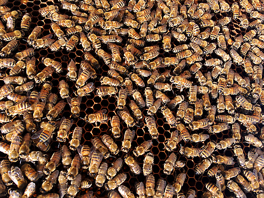 포토 JPG 해외이미지 모양 동물 라이프스타일 음식 곤충 백그라운드 패턴 자연 프레임 세포 사람없음 약 노란색 머리빗 업무 황금 달콤 꿀벌 벌 묘사 질감 바쁨 꽃가루 육각형 꿀 고무 여왕 벌집 내추럴 고립 밀랍 양봉 양봉장 어려움 왁스 진짜 폴리곤 해외포토 도형 컬러 무늬 의학 생활 미용용품 작업 맛 벌_곤충 가루 생태계 파일형식 이미지허브