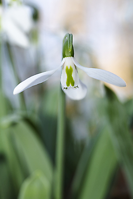 포토 JPG 해외이미지 식물 계절 꽃잎 꽃 야생동물 백그라운드 잎 겨울 꽃무늬 자연 사람없음 야외 초록색 여름 환경 정원 봄 성장 벚꽃 흰색 신선 개화 숲 묘사 내추럴 스노드롭 헌병 해외포토 동물 컬러 무늬 군인 생태계 파일형식 이미지허브
