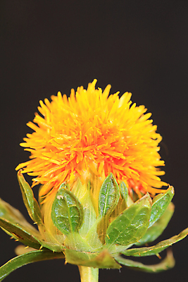 포토 JPG 해외이미지 나무 식물 배너 꽃잎 꽃 선 꽃다발 잎 꽃무늬 오렌지 해바라기 프레임 사람없음 장식 초록색 장미 펜 노란색 상점 정원 화환 봄 들꽃 벚꽃 흰색 시골 붓 원형 개화 시장 데이지 정사각형 고립 해외포토 도형 계절 컬러 무늬 과일 필기구 파일형식 이미지허브