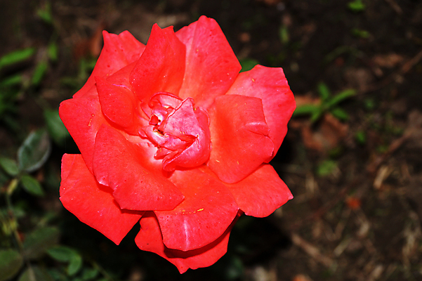 포토 JPG 해외이미지 결혼 손가락 결혼식 엄마 추상 휴식 아이디어 발렌타인데이 사랑 미술 사람없음 가로 빨간색 컬러풀 장미 노란색 보라색 고요 공백 손상 골동품 흰색 인사 닫기 소프트포커스 빗방울 초대 부드러움 구식 작약 특별함 파스텔톤 카피스페이스 세련 벨벳 해외포토 손 꽃 감정 컬러 컨셉 무늬 가족 모션 데이이벤트 문화예술 촬영기법 이벤트 예절 감각 비_날씨 실크 파일형식 이미지허브