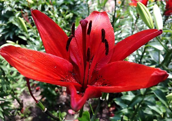 포토 JPG 해외이미지 식물 계절 공원 꽃잎 꽃 꽃다발 결혼 잎 자연 발렌타인데이 선물 풍경 사람없음 장식 초록색 여름 정원 봄 성장 벚꽃 개화 정상 백합 다발 향기 아로마 악취 내추럴 구성 해외포토 공공시설 컬러 데이이벤트 이벤트 생태계 냄새 파일형식 이미지허브
