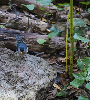 포토 JPG 해외이미지 동물 남자 야생동물 음식 섬 백그라운드 자연 조류 산 서기 사람없음 파란색 환경 숲 작음 열대우림 깃털 생태계 내추럴 로스앤젤레스 생태학 해외포토 교육 컬러 모션 사람 미국 크기 파일형식 이미지허브
