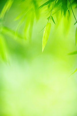 포토 JPG 해외이미지 나무 식물 계절 백그라운드 컨셉 잎 패턴 자연 벽지 추상 잔디 사람없음 초록색 빛 컬러풀 햇빛 태양 우주 환경 정원 맑음 봄 성장 신선 숲 질감 보케 부드러움 내추럴 블러 생태학 지구의날 카피스페이스 그리너리 효과 해외포토 자연요소 교육 기념일 컬러 무늬 날씨 공백 감각 생태계 파일형식 트랜드컬러 이미지허브