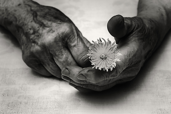 포토 JPG 해외이미지 식물 백인 손 여자 꽃잎 할머니 2 손가락 자연 함께함 흑백 건강 관리 사람 성인 사람없음 평화 흰색 신선 잡기 민들레 피부 내추럴 시민 옛날 조부모 노화 해외포토 서양인 노년 꽃 컬러 컨셉 가족 모션 촬영기법 신체부위 생태계 국민 파일형식 이미지허브