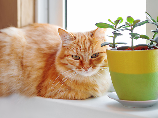 포토 JPG 해외이미지 식물 동물 응시 시선 감정 화분 잎 포유류 자연 주택 사람없음 초록색 반려동물 고양이 표현 호기심 솜털 생강 해외포토 컬러 컨셉 채소 건물 생태계 파일형식 이미지허브