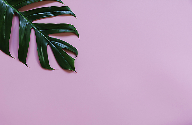 포토 JPG 해외이미지 나무 식물 디자인 계절 백그라운드 잎 꽃무늬 패턴 자연 추상 사람없음 장식 초록색 여름 세트 환경 봄 흰색 나뭇가지 신선 숲 수집 심볼 오브젝트 에코 질감 내추럴 고립 떠남 생태학 엘리먼트 사탕수수 현실 해외포토 교육 꽃 컬러 무늬 모션 생태계 파일형식 이미지허브