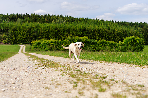 포토 JPG 해외이미지 동물 공원 여자 행복 포즈 밭 포유류 발 자연 놀이 따뜻함 사랑 잔디 사람없음 야외 초록색 여름 반려동물 달리기 걷기 일몰 봄 산책 흰색 아기 개 리트리버 달콤 강아지 래브라도리트리버 송곳니 방목장 해외포토 식물 계절 공공시설 감정 컬러 농업 모션 휴식 사람 신체부위 노을 맛 치아 생태계 파일형식 이미지허브