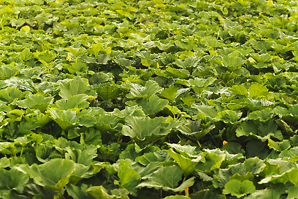 포토 JPG 해외이미지 모양 식물 길 음식 줄기 백그라운드 잎 패턴 밭 채소 전구 자연 호박 프레임 건강 동양인 사람없음 장식 초록색 노란색 정원 소용돌이 흰색 시골 신선 오스트리아 닫기 오브젝트 유기농 원예 날것 포도나무 박 밀짚 스쿼시 내추럴 식용 주키니 해외포토 웰빙 유럽 스포츠 컬러 무늬 농업 모션 인종 취미 구기 회오리 짚 과일나무 생태계 파일형식 이미지허브