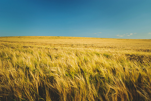 포토 JPG 해외이미지 식물 계절 음식 백그라운드 밭 농업 하늘 씨앗 풍경 사람없음 여름 파란색 빛 농작물 햇빛 농경지 노란색 수확 성장 시골 황금 닫기 낟알 시리얼 밀 보리 귀 밀짚 세피아 해외포토 산업 컬러 모션 곡류 촬영기법 신체부위 태양 농장 짚 파일형식 이미지허브