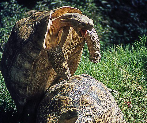 포토 JPG 해외이미지 동물 여행 파충류 아프리카 자연 사람없음 야외 갈색 걷기 환경 농촌 거북이 큼 혀 케냐 무거움 발톱 해외포토 나라 컬러 모션 발 시골 입 무게 크기 생태계 파일형식 이미지허브