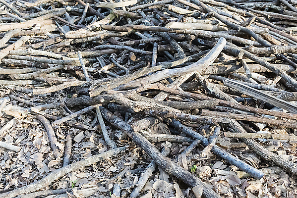 포토 JPG 해외이미지 나무 식물 디자인 백그라운드 잎 패턴 자연 벽지 추상 건조 사람없음 야외 목재 장식 갈색 정원 수확 가을 흰색 나뭇가지 죽음 붓 닫기 묘사 유기농 질감 정맥 내추럴 해외포토 웰빙 계절 컬러 무늬 농업 재료 모션 생태계 혈관 파일형식 이미지허브