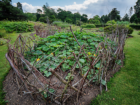 포토 JPG 해외이미지 식물 계절 꽃 음식 줄기 백그라운드 밭 농업 채소 자연 호박 오이 잉글랜드 건강 풍경 사람없음 야외 초록색 여름 파란색 노란색 환경 정원 보라색 수확 성장 벚꽃 신선 역사 잠자리 유기농 원예 아이비 스쿼시 내추럴 밭일 주키니호박 채식주의자 해외포토 웰빙 산업 스포츠 컬러 곤충 영국 취미 구기 생태계 채식 파일형식 이미지허브