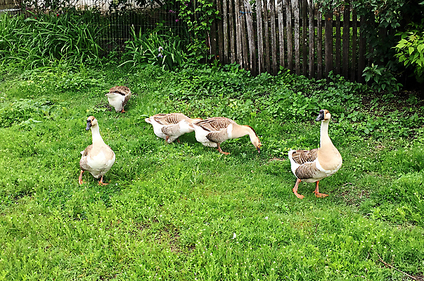 포토 JPG 해외이미지 동물 척추동물 야생동물 음식 날개 가족 자연 조류 생물 오리 육류 서기 사람없음 야외 초록색 물 반려동물 강 농장 머리 걷기 회색 흰색 시골 연못 군중 깃털 부리 백조 거위 물새 물갈퀴 내추럴 동물상 밭일 해외포토 자연요소 컬러 농업 식재료 관계 모션 사람 신체부위 조형물 생태계 파일형식 이미지허브