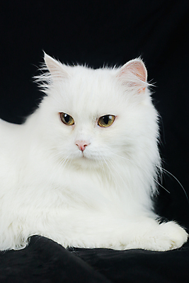 포토 JPG 해외이미지 동물 응시 시선 감정 백그라운드 자연 검은배경 털 사람없음 반려동물 검은색 고양이 우정 흰색 표현 호기심 솜털 수의사 고립 기르기 해외포토 컬러 컨셉 포유류 친구 의사 생태계 돌봄 파일형식 이미지허브