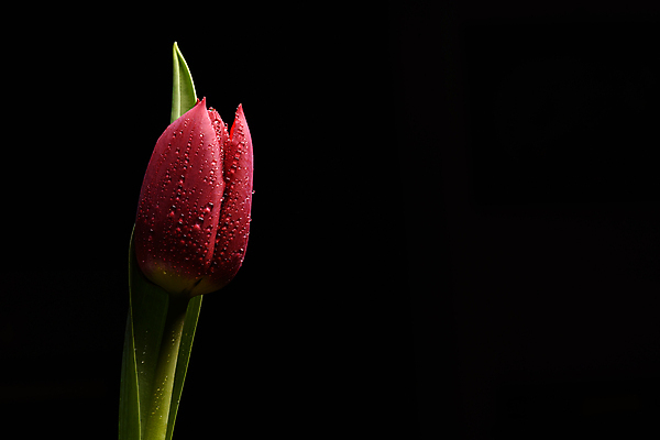 포토 JPG 해외이미지 스튜디오촬영 꽃잎 꽃 검은배경 사람없음 정원 사진촬영 튤립 향기 완벽 취급주의 카피스페이스 해외포토 식물 백그라운드 컨셉 실내 경고 검은색 촬영 공백 냄새 파일형식 이미지허브