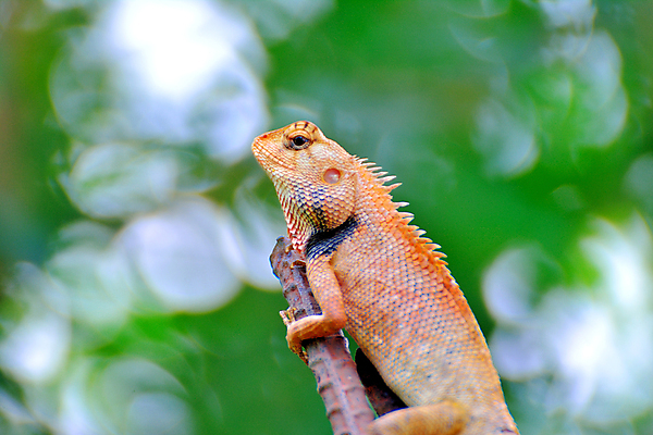 포토 JPG 해외이미지 나무 동물 응시 야생동물 백그라운드 파충류 아프리카 태국 자연 동양인 사람없음 야외 초록색 여름 반려동물 컬러풀 갈색 머리 환경 맑음 검은색 어둠 가을 흰색 닫기 작음 묘사 오브젝트 도마뱀 내추럴 고립 동물상 마다가스카르 예멘 이국적 카멜레온 해외포토 식물 시선 계절 나라 아시아 컬러 모션 날씨 인종 신체부위 조형물 크기 생태계 파일형식 이미지허브