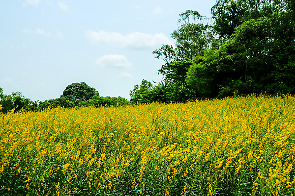 포토 JPG 해외이미지 나무 식물 구름 계절 꽃잎 꽃 아시아 백그라운드 잎 꽃무늬 밭 농업 태국 자연 하늘 풍경 사람없음 야외 초록색 여름 파란색 태양 농장 노란색 환경 정원 맑음 봄 성장 벚꽃 시골 신선 유기농 꽃가루 내추럴 해외포토 자연요소 웰빙 나라 산업 컬러 무늬 날씨 가루 생태계 파일형식 이미지허브