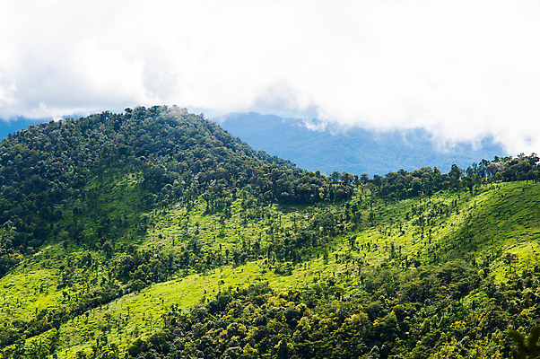 포토 JPG 해외이미지 나무 식물 구름 계절 공원 야생동물 여행 백그라운드 꽃무늬 자연 하늘 날씨 산 파노라마 풍경 사람없음 야외 목재 여름 빛 컬러풀 햇빛 태양 환경 안개 가을 시골 신선 정상 숲 땅 천국 전나무 내추럴 산악지대 생태학 해외포토 자연요소 동물 공공시설 교육 꽃 컬러 무늬 재료 촬영기법 생태계 파일형식 이미지허브