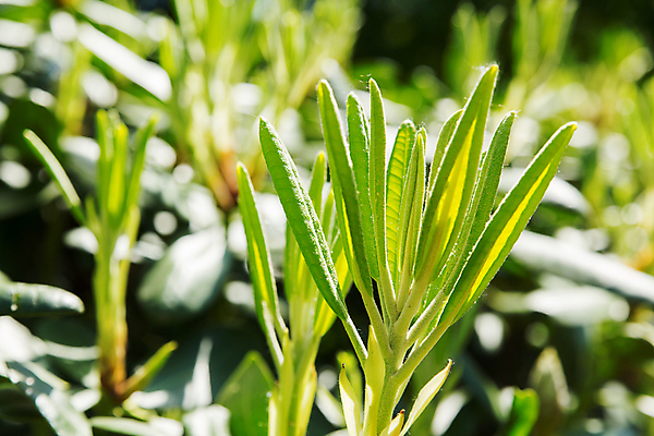 포토 JPG 해외이미지 식물 계절 공원 꽃잎 꽃 잎 자연 사람없음 초록색 햇빛 정원 맑음 봄 벚꽃 진달래 원예 내추럴 해외포토 공공시설 컬러 날씨 취미 태양 생태계 파일형식 이미지허브