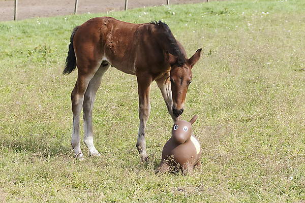 포토 JPG 해외이미지 나무 1 응시 밭 발 자연 풍경 사람없음 야외 초록색 농장 머리 귀여움 맑음 가축 봄 자유 흰색 시골 아기 신생아 승마 작음 망아지 해외포토 식물 동물 시선 계절 새끼 스포츠 컬러 컨셉 농업 날씨 사람 신체부위 말_동물 크기 생태계 파일형식 이미지허브