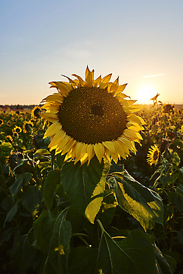 포토 JPG 해외이미지 식물 꽃 밭 자연 해바라기 사람없음 초록색 여름 파란색 햇빛 태양 농장 노란색 봄 가을 원형 내추럴 밭일 생태학 해외포토 자연요소 도형 계절 교육 컬러 농업 생태계 파일형식 이미지허브
