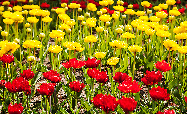 포토 JPG 해외이미지 공원 꽃잎 꽃 백그라운드 잎 사람없음 정원 튤립 화단 해외포토 식물 공공시설 파일형식 이미지허브