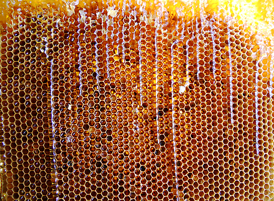 포토 JPG 해외이미지 동물 음식 곤충 백그라운드 패턴 오렌지 자연 세포 건강 사람없음 야외 약 농장 노란색 시골 신선 머리빗 황금 달콤 맛 꿀벌 배열 묘사 질감 꽃가루 육각형 꿀 벌집 내추럴 고립 밀랍 양봉 양봉장 왁스 폴리곤 해외포토 도형 컬러 컨셉 무늬 농업 과일 의학 미용용품 벌_곤충 가루 생태계 파일형식 이미지허브