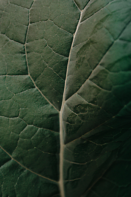 포토 JPG 해외이미지 백그라운드 잎 자연 근접촬영 사람없음 초록색 잎맥 해외포토 식물 뷰포인트 컬러 생태계 파일형식 이미지허브