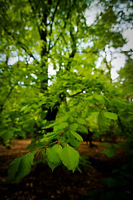 포토 JPG 해외이미지 나무 계절 지구 잎 겨울 오렌지 자연 추상 영국 잉글랜드 사람없음 초록색 여름 갈색 걷기 맑음 흙 하이킹 가을 나뭇가지 시골 황금 구부린 숲 역동적 보케 내추럴 해외포토 식물 유럽 컬러 컨셉 무늬 과일 모션 레저 날씨 생태계 파일형식 이미지허브
