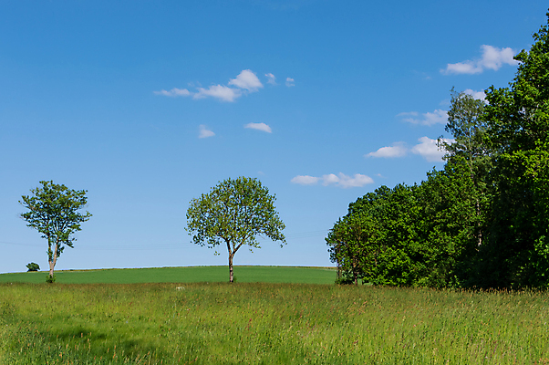포토 JPG 해외이미지 나무 식물 구름 잎 밭 자연 하늘 서기 풍경 사람없음 야외 초록색 여름 농장 시골 큼 땅 수평선 해외포토 자연요소 계절 컬러 농업 모션 크기 생태계 파일형식 이미지허브