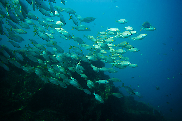 포토 JPG 해외이미지 동물 야생동물 바다 섬 여행 학교 자연 낚시 어류 풍경 사람없음 빨간색 물 파란색 바닷속 수중 수영 그룹 산호 잠수부 땅 생태계 다이빙 암초 내추럴 깊이 파라다이스 해외포토 자연요소 교육 컬러 레저 수중동물 수상스포츠 자포동물 전문직 수중스포츠 파일형식 이미지허브
