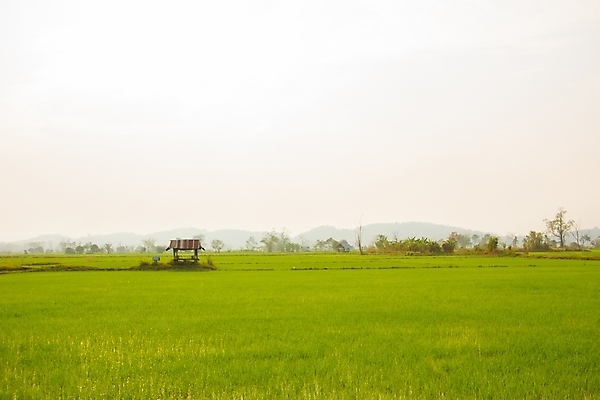 포토 JPG 해외이미지 식물 구름 아시아 음식 백그라운드 잎 농업 태국 자연 하늘 밥 동양인 풍경 사람없음 야외 초록색 여름 파란색 농장 농경지 환경 중국 수확 성장 시골 신선 오두막 낟알 시리얼 유기농 내추럴 논밭 밭일 숙성 수평선 해외포토 자연요소 웰빙 계절 나라 산업 컬러 밭 논 인종 생태계 파일형식 이미지허브