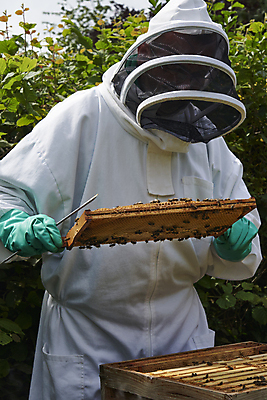 포토 JPG 해외이미지 직업 옷 음식 장갑 곤충 유니폼 농업 자연 프레임 세포 가면 한명 정장 성인 취미 야외 목재 여름 상자 농장 봄 잡기 보호 벌 유기농 꽃가루 꿀 벌집 양봉 왁스 해외포토 나무 동물 1 웰빙 잡화 계절 산업 컨셉 재료 모션 사람 가루 생태계 파일형식 이미지허브