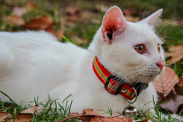 포토 JPG 해외이미지 동물 1 응시 공원 행복 얼굴 백그라운드 밭 장난 포유류 자연 놀이 털 성인 사람없음 야외 초록색 반려동물 정원 고양이 봄 산책 회색 흰색 양 작음 솜털 기르기 해외포토 시선 계절 공공시설 감정 컬러 농업 휴식 사람 신체부위 크기 생태계 돌봄 파일형식 이미지허브