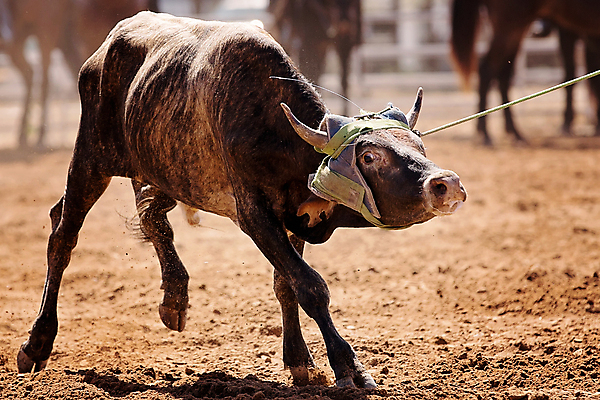 포토 JPG 해외이미지 동물 얼굴 밧줄 스포츠 포즈 뿔 이벤트 사람없음 머리 가축 경쟁 목장 고통 운전 분노 시골 잡기 소 카우보이 승차 고민 황소 싸움 먼지 로데오 송아지 서쪽 해외포토 감정 줄 새끼 컨셉 포유류 모션 신체부위 방향 파일형식 이미지허브