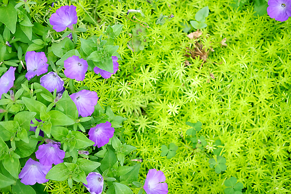 포토 JPG 해외이미지 식물 디자인 공원 꽃잎 꽃 잎 꽃무늬 자연 사람없음 장식 환경 정원 봄 성장 신선 개화 원예 내추럴 해외포토 계절 공공시설 무늬 취미 생태계 파일형식 이미지허브