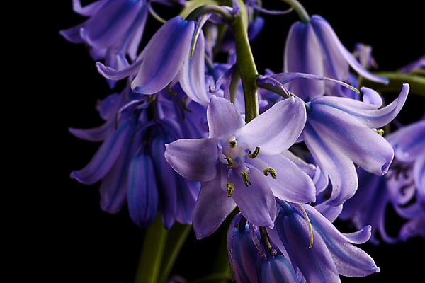 포토 JPG 해외이미지 식물 영어 계절 자연 검은배경 잉글랜드 사람없음 컬러풀 정원 보라색 사진촬영 봄 활발 묘사 향기 내추럴 블루벨 삼림지대 취급주의 카피스페이스 해외포토 문자 컬러 백그라운드 컨셉 영국 경고 검은색 촬영 공백 숲 생태계 냄새 파일형식 이미지허브