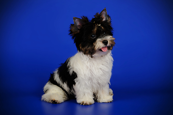 포토 JPG 해외이미지 동물 1 행복 새끼 백그라운드 새로움 털 사람없음 빨간색 반려동물 귀여움 검은색 거울 흰색 개 달콤 강아지 작음 요크셔테리어 테리어 활 솜털 송곳니 기르기 비버 삼색 해외포토 감정 컬러 컨셉 포유류 맛 치아 크기 돌봄 파일형식 이미지허브