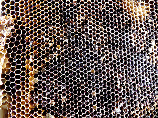 포토 JPG 해외이미지 동물 음식 곤충 백그라운드 패턴 오렌지 자연 세포 건강 사람없음 야외 약 농장 노란색 시골 신선 머리빗 황금 달콤 맛 꿀벌 배열 묘사 질감 꽃가루 육각형 꿀 벌집 내추럴 고립 밀랍 양봉 양봉장 왁스 폴리곤 해외포토 도형 컬러 컨셉 무늬 농업 과일 의학 미용용품 벌_곤충 가루 생태계 파일형식 이미지허브