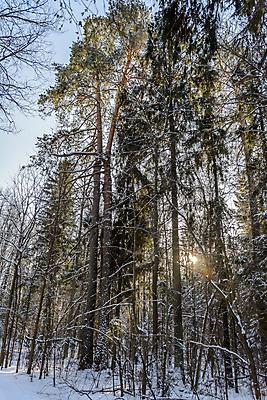 포토 JPG 해외이미지 나무 식물 구름 계절 공원 백그라운드 겨울 자연 하늘 날씨 풍경 사람없음 야외 목재 햇빛 태양 환경 정원 맑음 냉동 추위 나뭇가지 소나무 숲 생물학 서리 상록수 침엽수 전나무 눈내림 해외포토 자연요소 공공시설 교육 재료 눈_날씨 생태계 파일형식 이미지허브
