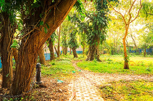 포토 JPG 해외이미지 나무 계절 액자 단풍 그림자 사람없음 야외 초록색 여름 햇빛 태양 노란색 환경 정원 일몰 봄 가을 신선 숲 큼 그늘 오솔길 11월 환경보전 뿌리 10월 삼림지대 옛날 해외포토 자연요소 식물 길 컬러 잎 노을 날짜 크기 사회이슈 파일형식 이미지허브