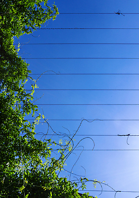 포토 JPG 해외이미지 식물 선 백그라운드 잎 자연 추상 프레임 사람없음 야외 초록색 빛 환경 금속 정원 봄 신선 시간 닫기 연결 철 묘사 오브젝트 클립 철사 아이비 내추럴 생태학 철강 침범 해외포토 계절 교육 컬러 무늬 모션 재질 생태계 파일형식 이미지허브