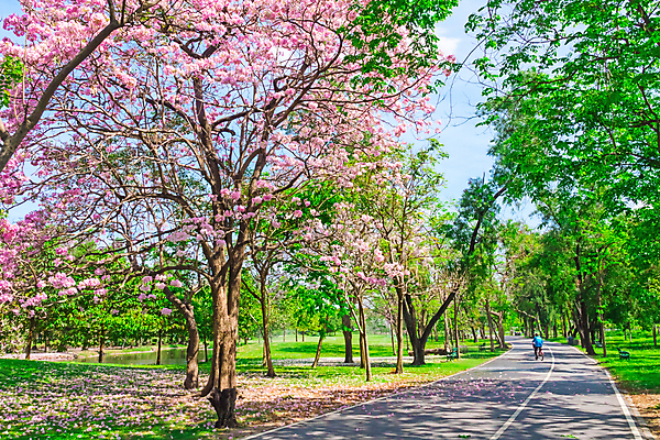 포토 JPG 해외이미지 주간 나무 공원 태국 자연 풍경 사람없음 야외 봄 산책로 벚꽃 방콕 해외포토 자연요소 식물 계절 공공시설 꽃 아시아 길 생태계 파일형식 이미지허브