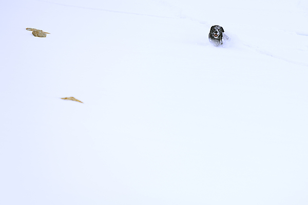 포토 JPG 해외이미지 동물 한마리 라이프스타일 행복 여행 겨울 포유류 모션 산 경사 사람없음 가로 반려동물 달리기 미국 힘 공백 자유 개 래브라도리트리버 송곳니 콜로라도 카피스페이스 해외포토 1 계절 감정 컨셉 북아메리카 생활 리트리버 치아 파일형식 이미지허브