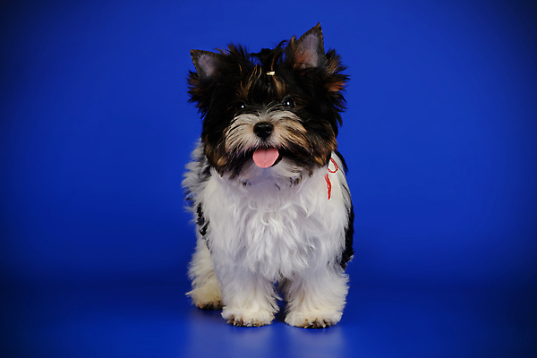 포토 JPG 해외이미지 동물 1 행복 새끼 백그라운드 새로움 털 미소 사람없음 빨간색 반려동물 귀여움 검은색 거울 흰색 개 달콤 강아지 작음 요크셔테리어 테리어 활 솜털 송곳니 기르기 비버 삼색 해외포토 감정 컬러 컨셉 포유류 표정 맛 치아 크기 돌봄 파일형식 이미지허브