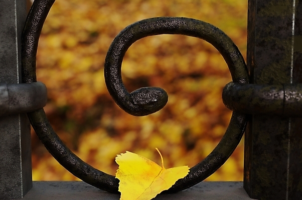 포토 JPG 해외이미지 나무 식물 1 계절 공원 백그라운드 단풍 잎 오렌지 자연 날씨 건조 풍경 사람없음 야외 장식 빨간색 빛 컬러풀 햇빛 노란색 환경 가을 황금 떨어짐 숲 11월 싱글 10월 내추럴 완전 해외포토 공공시설 컬러 컨셉 과일 태양 날짜 생태계 파일형식 이미지허브