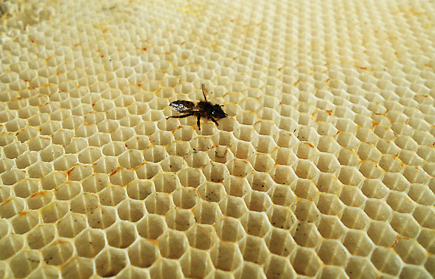 포토 JPG 해외이미지 동물 음식 곤충 백그라운드 패턴 오렌지 자연 세포 건강 사람없음 야외 약 농장 노란색 시골 신선 머리빗 황금 달콤 맛 꿀벌 배열 묘사 질감 꽃가루 육각형 꿀 벌집 내추럴 고립 밀랍 양봉 양봉장 왁스 폴리곤 해외포토 도형 컬러 컨셉 무늬 농업 과일 의학 미용용품 벌_곤충 가루 생태계 파일형식 이미지허브