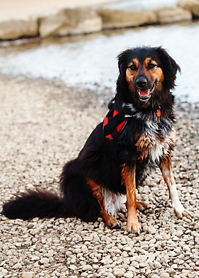 포토 JPG 해외이미지 동물 응시 행복 포유류 관계 모션 자연 안내 사랑 서기 성인 사람없음 야외 반려동물 갈색 노란색 걷기 우정 성장 흰색 개 강아지 작음 타운 몸단장 송곳니 기르기 동반자 유래 특별함 해외포토 시선 감정 컬러 컨셉 사람 친구 도시 치아 크기 생태계 돌봄 파일형식 이미지허브