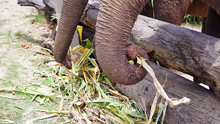 포토 JPG 해외이미지 동물 공원 아시아 야생동물 여행 포유류 태국 자연 코끼리 동물원 동양인 성인 사람없음 야외 환경 시골 아기 그룹 구출 보호 군중 울음 큼 사파리 대나무 눈물 호기심 귀 부드러움 멸종 내추럴 돌봄 보호구역 수유 해외포토 나무 공공시설 감정 나라 컨셉 모션 표정 사람 인종 신체부위 도움 감각 크기 생태계 구역 파일형식 이미지허브